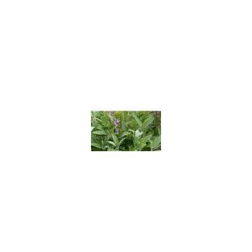 Salvia miltiorrhiza Bunge extract