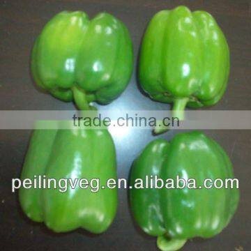 New Green Round Sweet Pepper Exporter