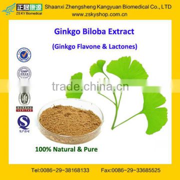 GMP Manufacturer Supply Natural Gingko Extract Powder