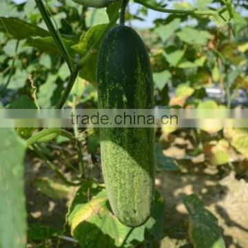 HCU05 Dang 35 to 40cm in length,chinese F1 hybrid cucumber seeds in vegetable seeds