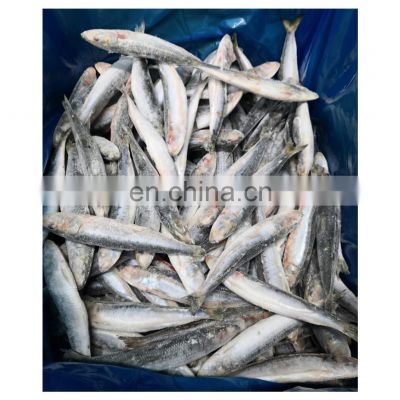 Wholesale IQF whole round sardine fish for bait