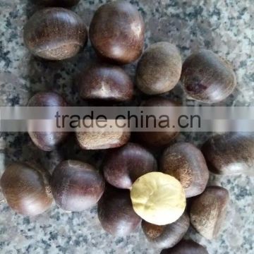Chinese Chestnut