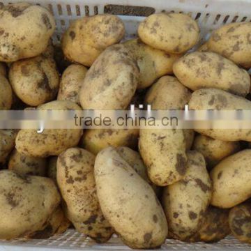 Hot Sale High Quality Fresh Potato