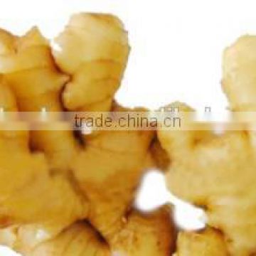 New crop export fresh ginger 250g in China