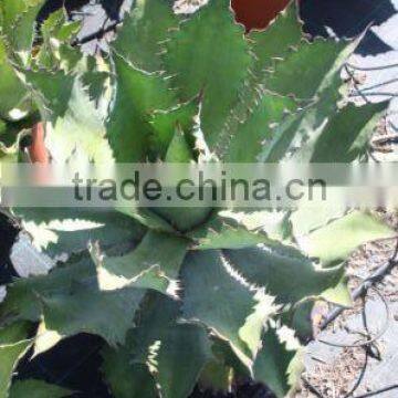 Agave Cupreata