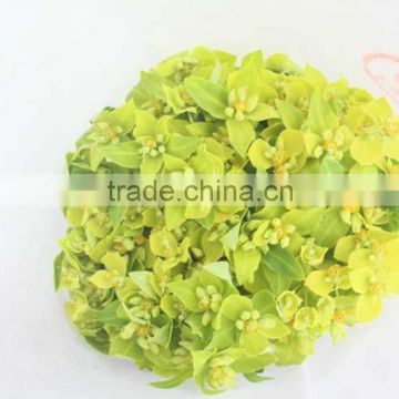 Fresh color most popular the discount Euphorbia formosana Hayata with high quality