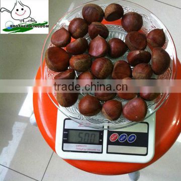 wholesale fresh chestnut