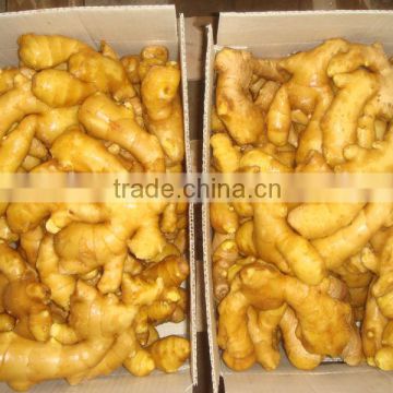 China fresh ginger/ fresh ginger