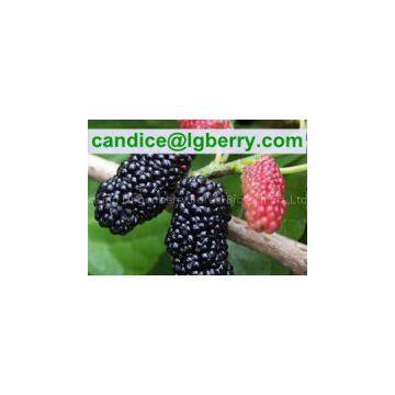 Natural fruit extract anthocyanin mulberry extract powder