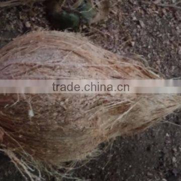 semi husked coconuts for sale