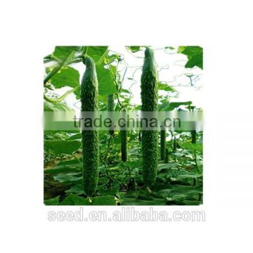 SXC No.10 early maturity f1 hybrid cucumber seeds