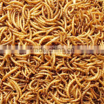 Lower Price Dried Mealworms for Poultry Pet Food Chicken Feed Birds Food