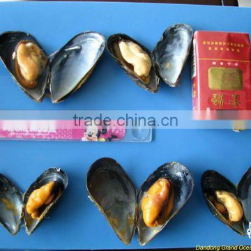 frozen cooked half shell blue mussel