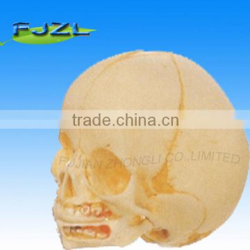 Hot Human Skeleton Sale Infant plastic skulls for sale