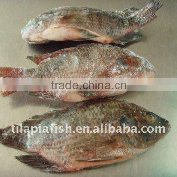 Best Bream Frozen Gutted Scaled Tilapia