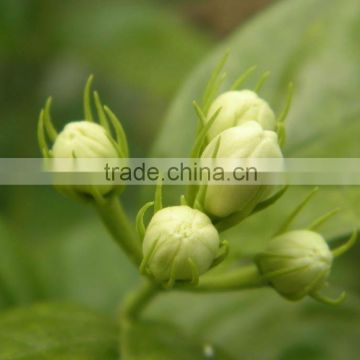 Dried jasmin flower/buds as crude medicine