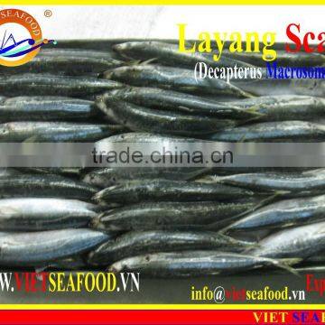 FROZEN LAYANG SCAD (MUROAJI) WHOLE ROUND