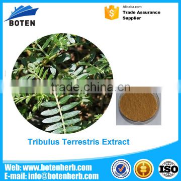 Professional ISOKOSHER Certificated Tribulus Terrestris P.E. 40% with certificate