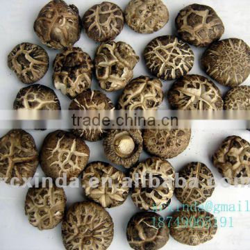 dried spring mushrooms 01