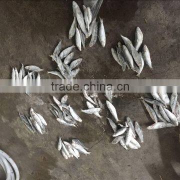 Professional frozen sardine for bait China Factory