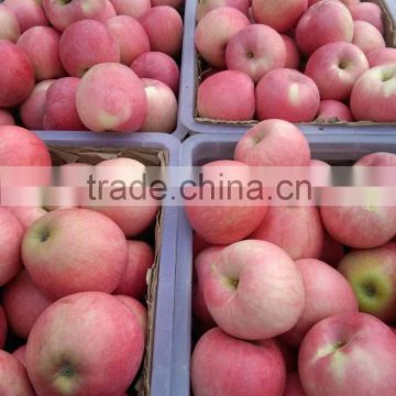 2015 NEW HARVEST Chinese fresh Qinguan apple