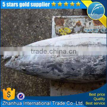 frozen skipjack tuna whole round, frozen bonito skipjack tuna price sale