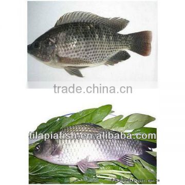 Whole round tilapia suppliers from China