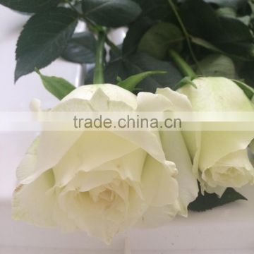 Fresh Cut Roses Suppliers Wholesalers from Kunming China