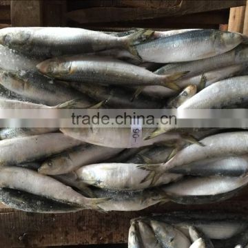 low price canned fish sardine frozen sardine for canning