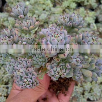 Graptopetalum pachyphyllum Bluebean / Succulent Echeveria Blackberry