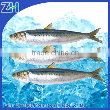 fresh mega sardines fish frozen price