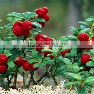 Lingonberry Extract 25% Anthocyanidins