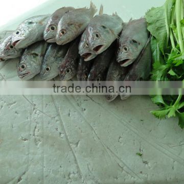 best price Chinese frozen fish surimi to make fish ball
