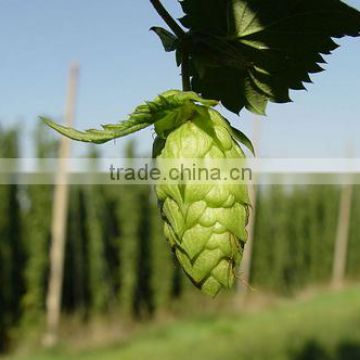 Hops From Ethiopia