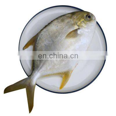 IQF golden pomfret frozen golden pompano frozen golden pomfret fish price