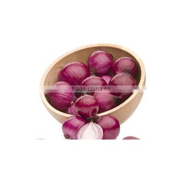 Indian Onion For Export