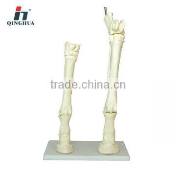 Plastic horse leg bone of educational model