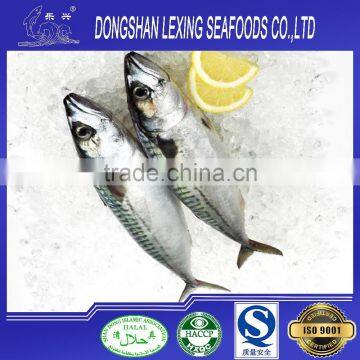 Hot sale frozen pacific mackerel prices