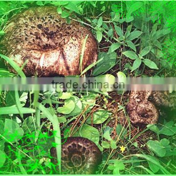 top quality and dried rare wild Sarcodon aspratus mushroom