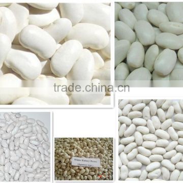 different kinds of kidney beans