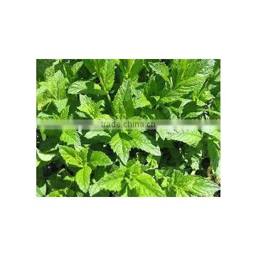Mentha Oil from India