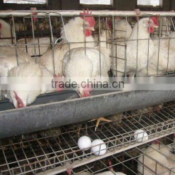 Design chicken cage system