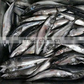 hot sale blue mackerel