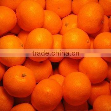 2016 Special Offer - Mandarin "Kinnow" Special Offer for Malaysia