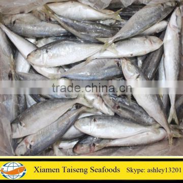 Good Quality Frozen Round Scad with all size
