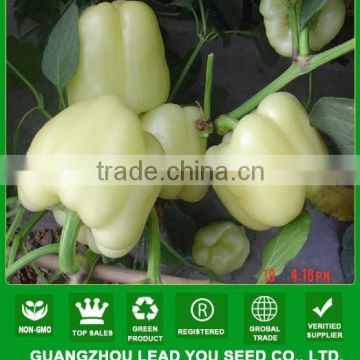 NSP04 Taibai white sweet pepper seeds vegetables for open field