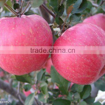 Fresh Apple 2014 New Crop