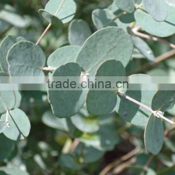 the fresh cut foliage fillers and Eucalyptus with the high quality and low price