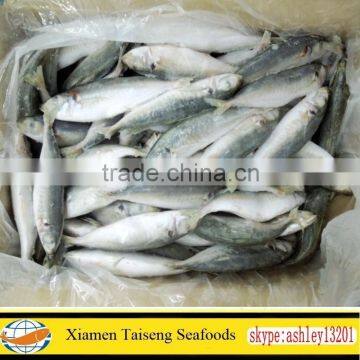 Frozen Round Scad Fish for Thailand