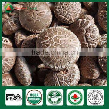 Shiitake Spawn,Mushroom Reishi Maitake Shiitake,Wholesale Mushroom Prices